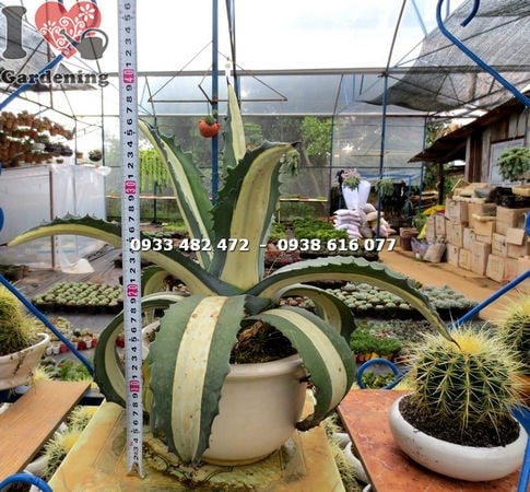 Cây thùa mới Ms 16711 – cây cảnh lá độc đáo, dễ sống