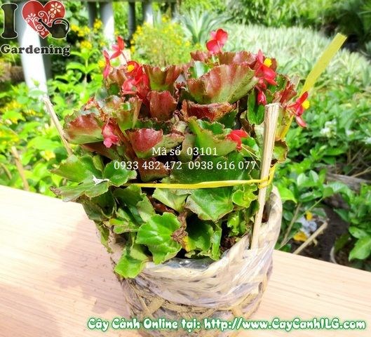 Cây thu hải đường cao 15cm - Ms 03101 - hoa rực rỡ nhiều màu sắc