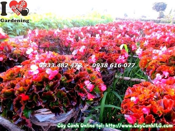 Cây thu hải đường hoa nở rực rỡ – Ms 19238 – ILG