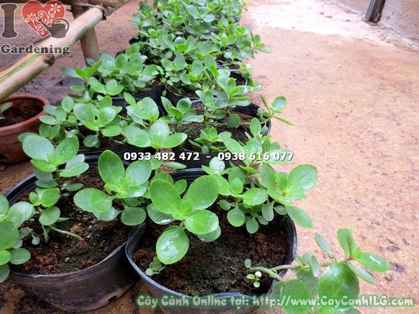 Cây thuốc bỏng giống – cây sống đời dễ trồng tại vườn ILG