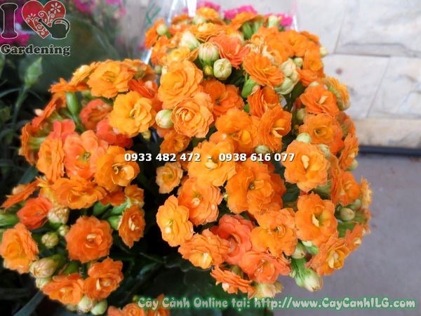 cây thuốc bỏng hoa kép chậu nhỏ cao 15cm - ILG