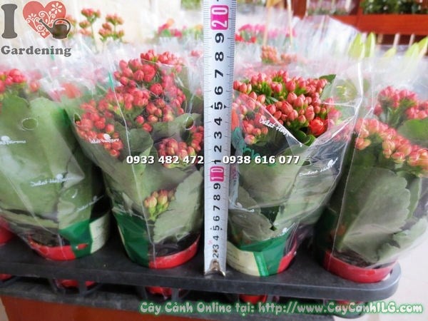 chăm sóc cây thuốc bỏng hoa kép chậu nhỏ 15cm