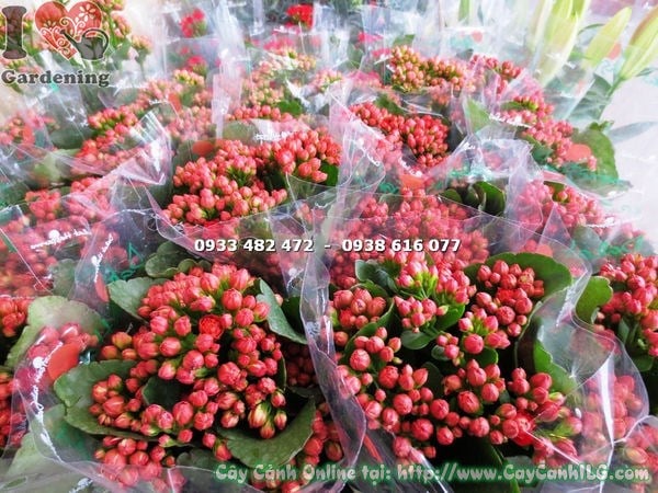 ý nghĩa phong thủy cây thuốc bỏng hoa kép chậu nhỏ