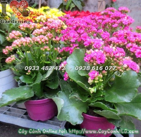 Cây sống đời hoa kép mini – hoa rực rỡ