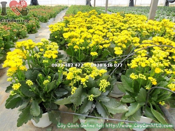 Cây thuốc bỏng hoa kép vàng đặt ngoài trời nhiều nắng
