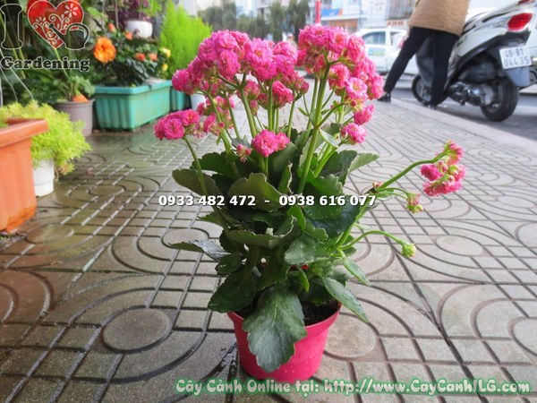 cây thuốc bỏng kép hoa hồng sắc hồng rực rỡ
