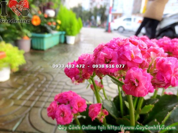 đặc điểm cây thuốc bỏng kép hoa hồng
