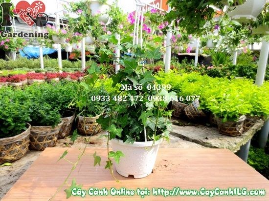 Lá cây thường xuân xanh đậm bóng, hình thùy đặc trưng, phủ xanh đẹp mắt