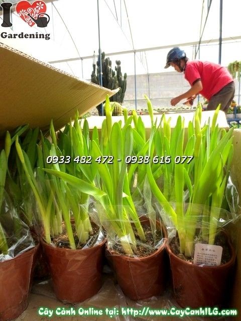 Cây thủy tiên hoa vàng 25cm trong chậu trang trí