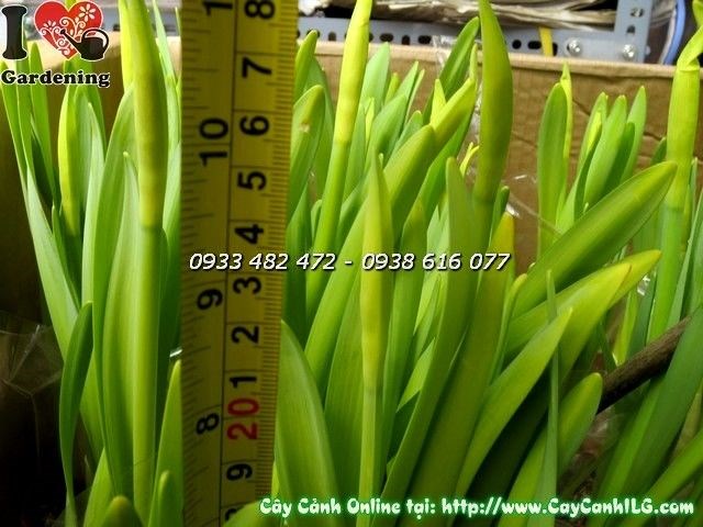 Chăm sóc cây thủy tiên hoa vàng cao 25cm đúng cách