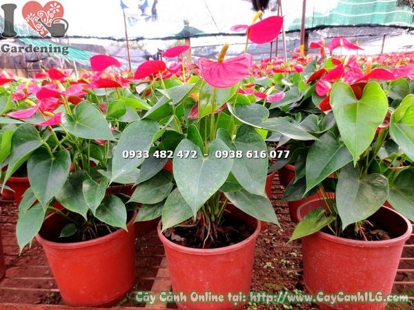 Đặc điểm lá và hoa cây tiểu hồng môn đỏ chậu lớn