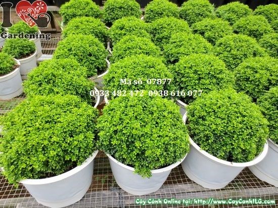 Hoa cây toàn cầu nhỏ thơm nhẹ