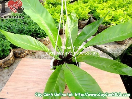 Chi tiết lá cây Tổ Điểu – gân lá nổi rõ, bề mặt bóng mượt