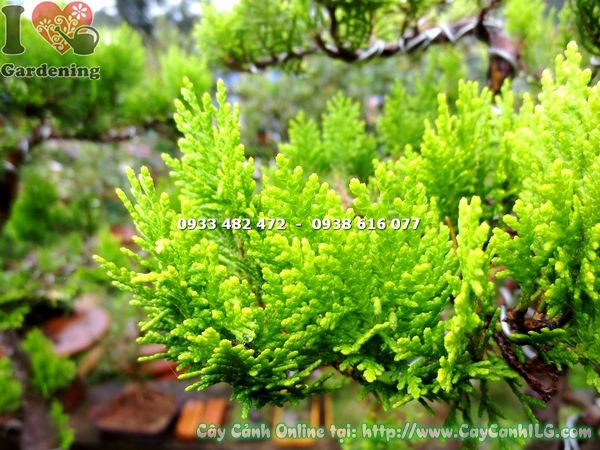 Cây trắc bách diệp bonsai 40cm dáng cổ thụ nghệ thuật
