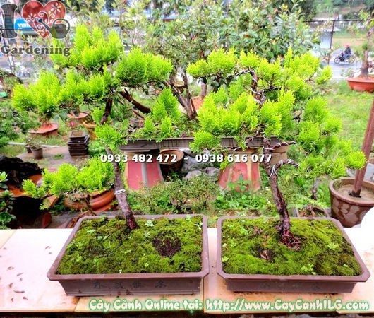Bonsai trắc bách diệp 40cm trang trí phòng khách