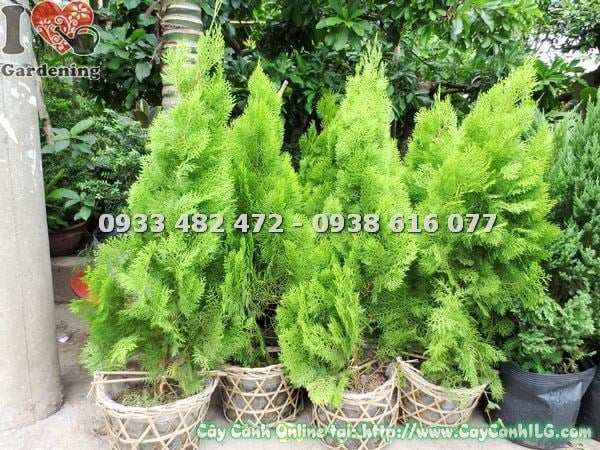 Cây trắc bách diệp cao 0.8m tại vườn ILG