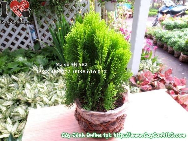 Cây trắc bách diệp 30cm tươi xanh sẵn sàng trồng