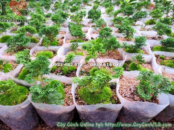 cây trắc xoắn giống thân dễ uốn tỉa bonsai ms 13522