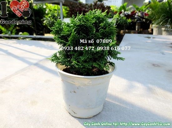 Cây trắc xoắn mini cao 10cm Ms 07889 dáng đẹp tán xoắn đặc sắc