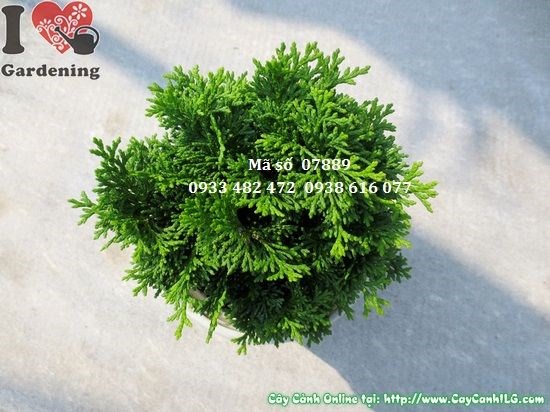Cây trắc xoắn mini Ms 07889 dễ tạo dáng bonsai từ nhỏ