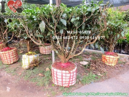 Cây trà gốc 0,7m – đẹp sau cắt tỉa, thích hợp tạo bonsai