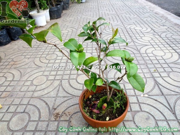 Cây trà mi trồng trang trí sân vườn biệt thự