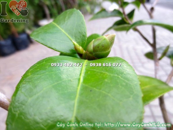 Nhân giống cây trà mi bằng giâm cành