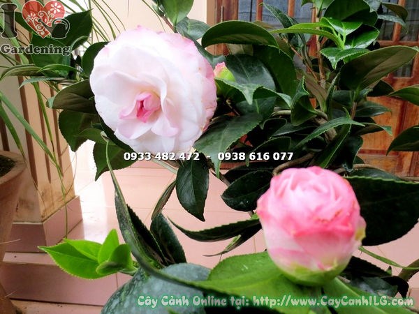 Vườn cây trà mi ILG TP.HCM cung cấp sỉ lẻ