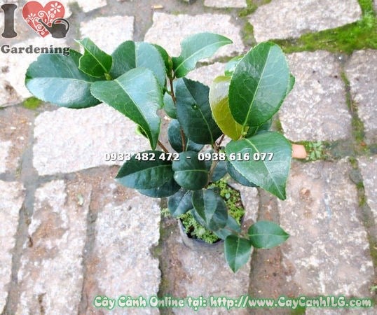 Cây trà mi giống cao 40cm - chăm sóc ánh sáng và tưới nước