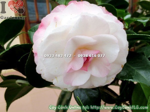 Hoa trà mi trắng hồng vô nhị nở rộ – Ms 16269 ILG