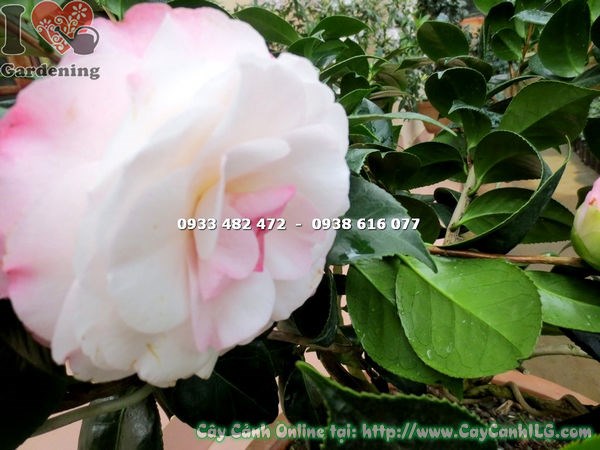 Cây trà mi hoa trắng hồng vô nhị trồng sân vườn cao 80cm