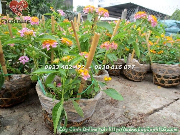 Cây Trâm Ổi Hoa Hồng Giống Mới – hoa hồng cam đặc trưng của giống mới lai tạo