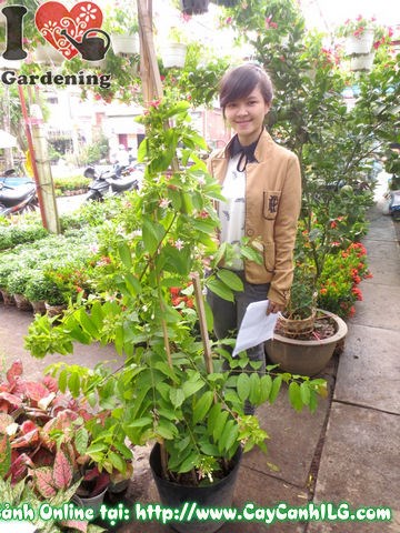 Hoa cây trang leo chuyển màu từ trắng hồng đến đỏ rực