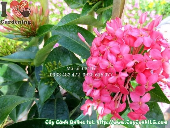 Cây Trang Mỹ 35cm hoa hồng tươi, trồng chậu trang trí sân vườn