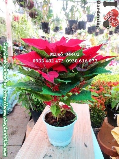 Cây trạng nguyên cao 30cm – màu lá đỏ nổi bật, phù hợp trồng bồn sân vườn
