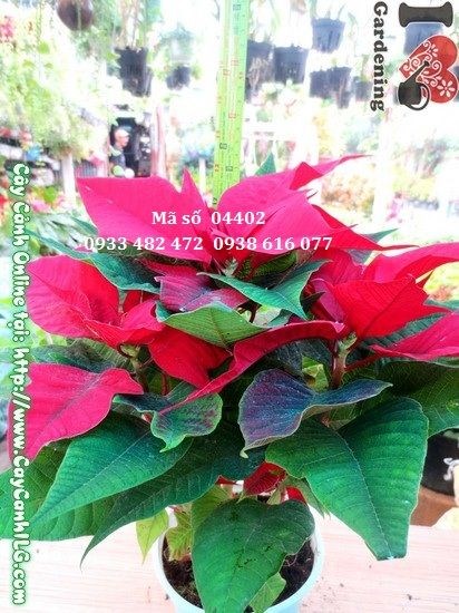 Cây trạng nguyên 30cm lá đỏ rực – trồng trang trí Noel và Tết Nguyên Đán
