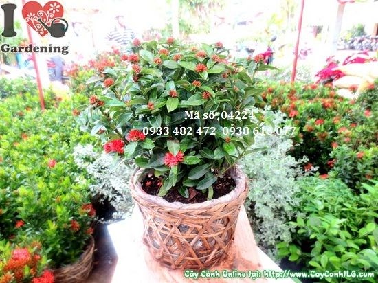 Nhân giống cây Trang Sen bằng giâm cành cho tỷ lệ thành công cao
