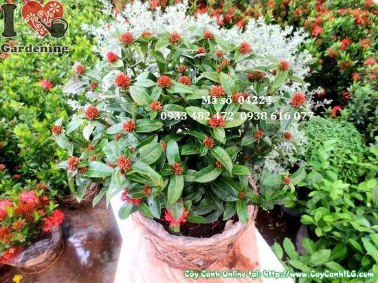 Lộ trình phát triển cây Trang Sen từ giống đến trưởng thành