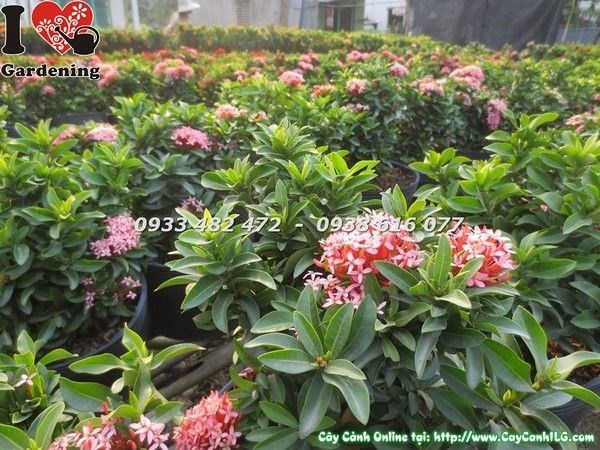 Hoa trang thái nở thành cụm đẹp – cây trang thái cao 20cm Ms 23234