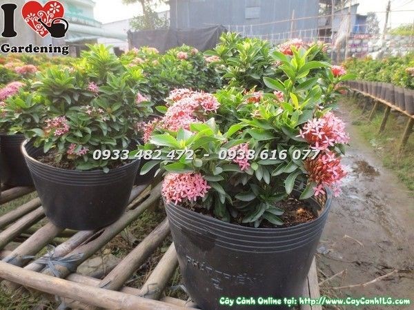 Chăm sóc cây trang thái cao 20cm – hướng dẫn tưới nước phân bón