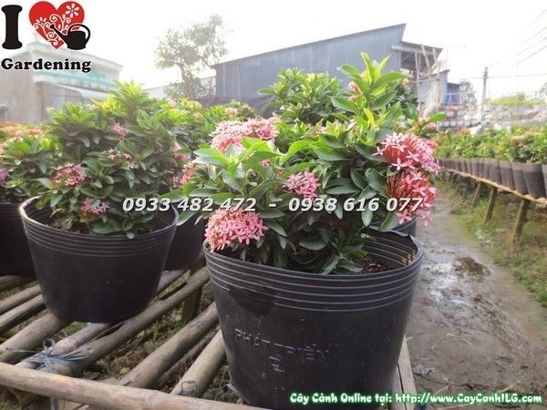Cây trang thái cao 20cm – giống cây hoa trang thái Ms 23234 tại ILG