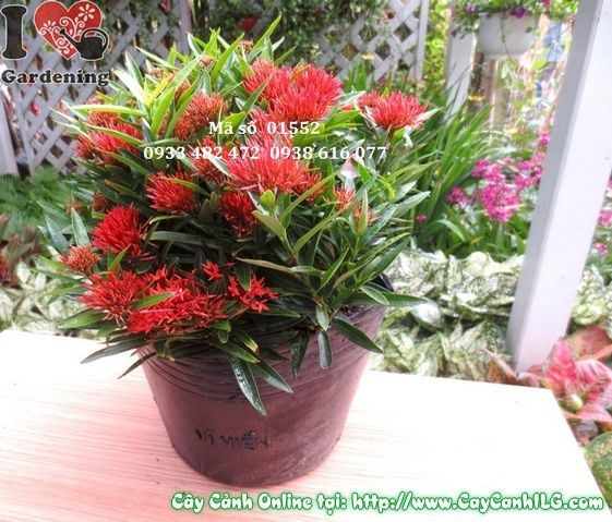 Hoa cây trang thái mới rực rỡ – màu sắc đặc trưng