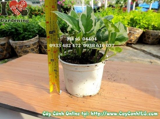 Chậu Trầu Bà Cẩm Thạch được cắt tỉa tạo dáng đẹp