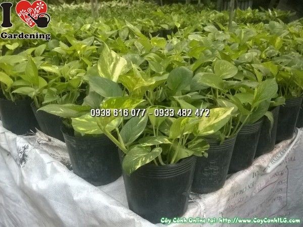 Cây trầu bà xanh khỏe không sâu bệnh