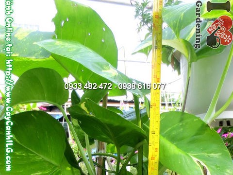 Cây trầu bà trang trí sảnh văn phòng
