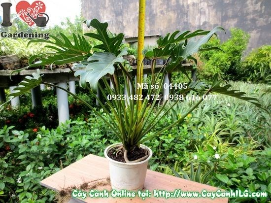 Cây trầu bà khía cao 45cm tại vườn ILG