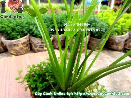 Chăm sóc cây trầu bà khía chậu rêu 25cm