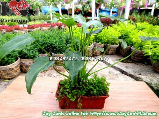 Cây trầu bà lá xẻ chậu rêu 25cm – dáng xòe tự nhiên, phù hợp trang trí nội thất