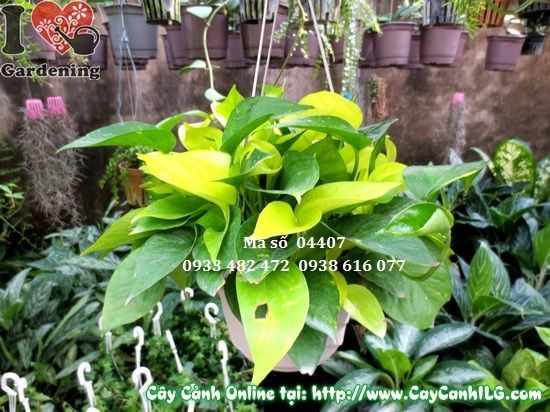 Cây Trầu Bà Treo Đài Loan cao 25cm – Ms 04407