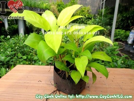 trầu bà vàng 20cm lá vàng óng đẹp